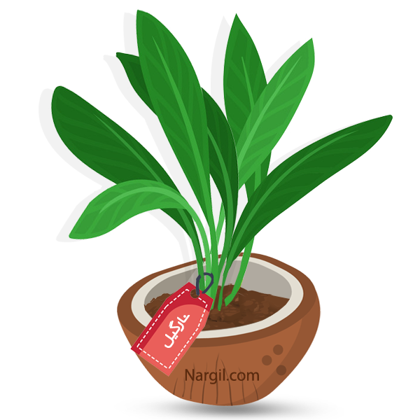  Nargil - Cast Iron Plant